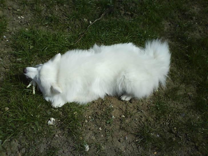 Japansk spids Bamse billede 12