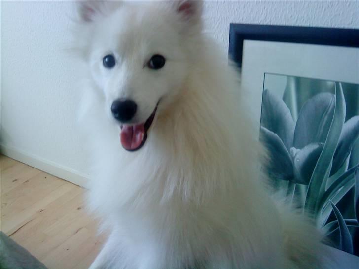 Japansk spids Bamse billede 13