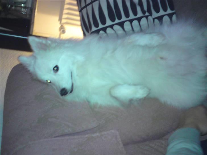 Japansk spids Bamse billede 15