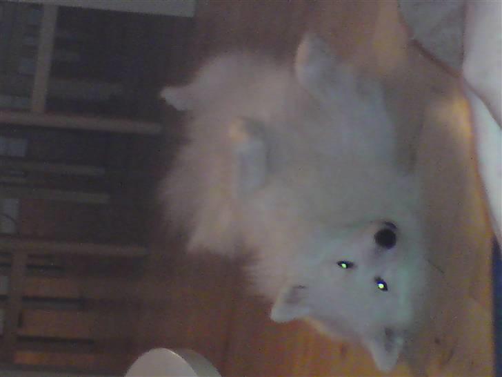 Japansk spids Bamse billede 16