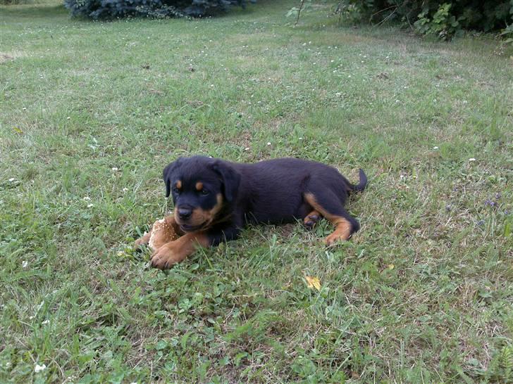 Rottweiler Bailey - Så er vi på stranden det er hårdt og vådt. billede 7