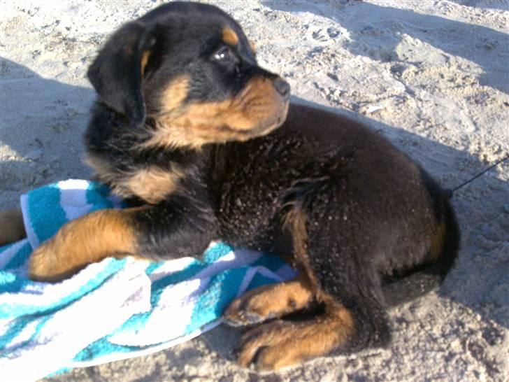 Rottweiler Bailey - På stranden billede 8