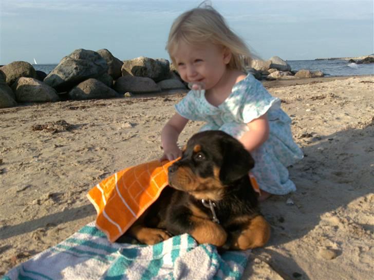 Rottweiler Bailey - Uh jeg vil tørres tak billede 9