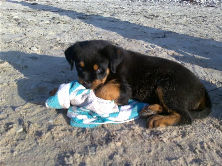 Rottweiler Bailey - Nu kikker de ikke så æder jeg håndklædet  ;- ) billede 10