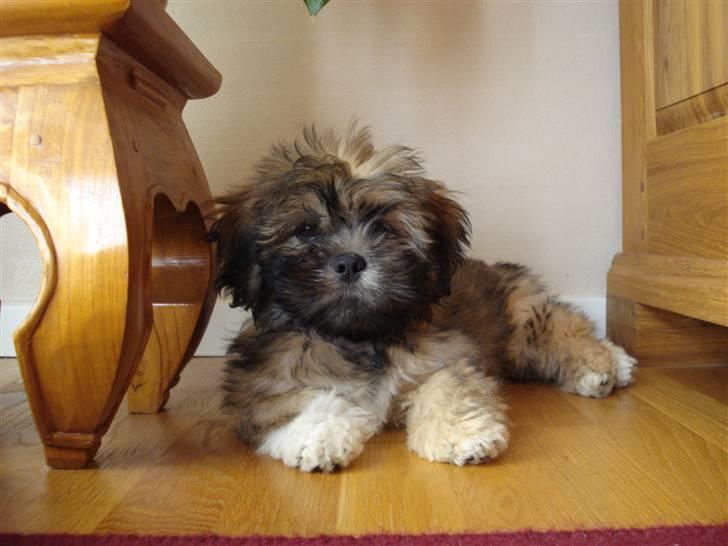 Lhasa apso Simba - Simba. Kommer fra Moisen of Hakuna Matata billede 1