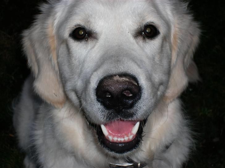 Golden retriever Thor billede 6