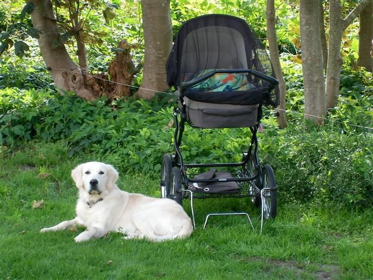 Golden retriever Thor - Her som vagthund billede 7