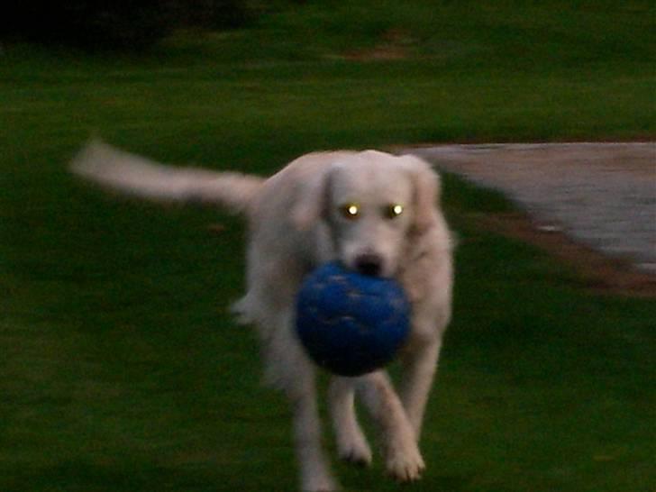 Golden retriever Thor billede 8