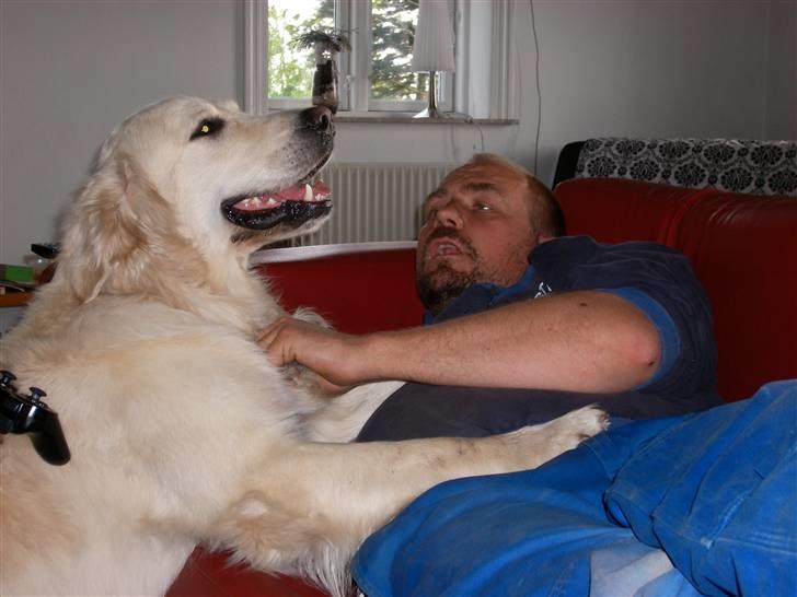 Golden retriever Thor billede 9