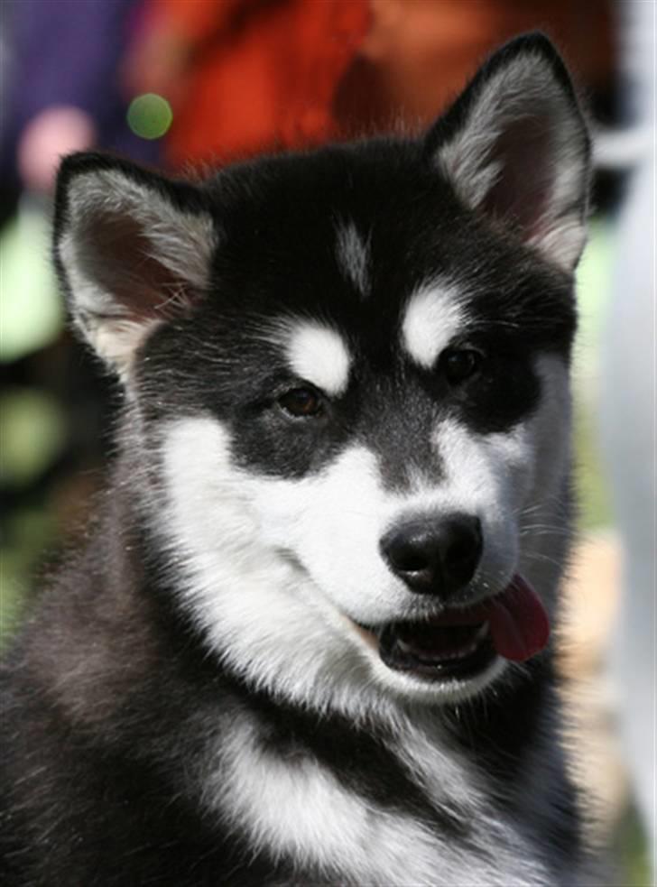 Alaskan malamute Jet billede 1