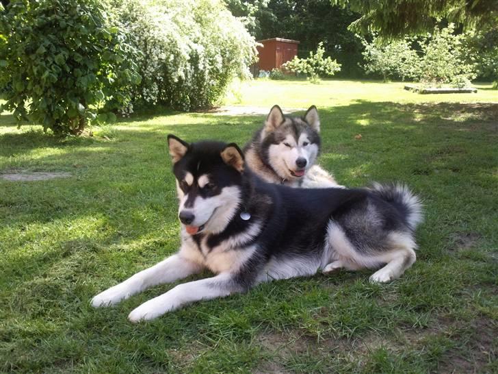 Alaskan malamute Jet - her er jeg sammen med onkel Asim billede 2