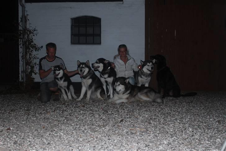 Alaskan malamute Jet - Familie foto på billedet Dan,Jet,Pink,Ashanti,Luise,Lady,Elvis og i fronten Asim billede 3