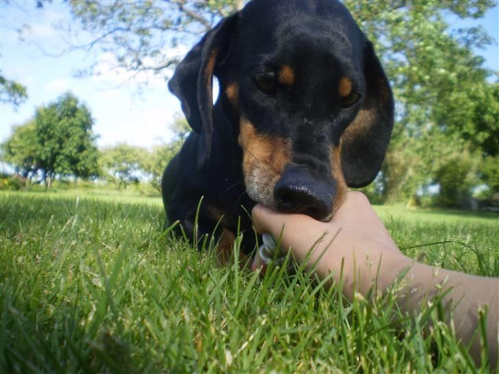 Gravhund Rita med hvalpe - vi var ikke enig om at jeg syntes at jackson skulle havde den billede 18