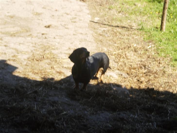 Gravhund Rita med hvalpe billede 19