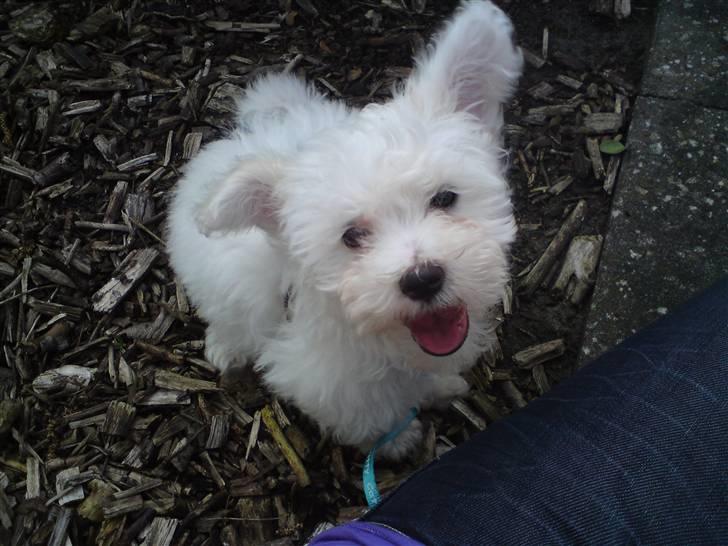 Malteser Douglas <3 billede 1