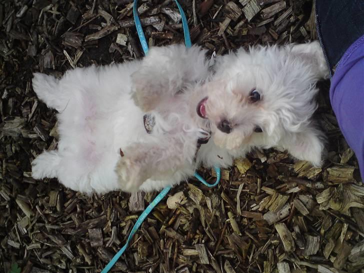 Malteser Douglas <3 billede 2