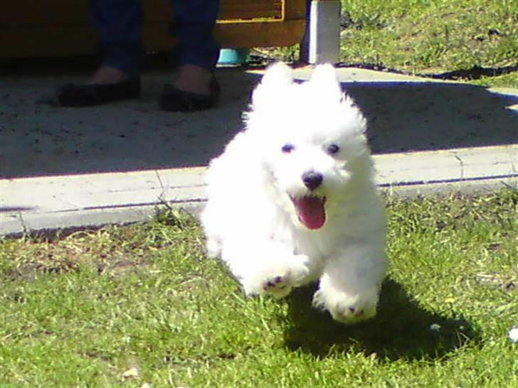 Malteser Douglas <3 billede 3