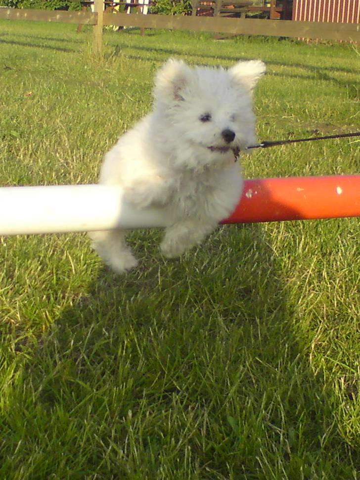 Malteser Douglas <3 billede 4