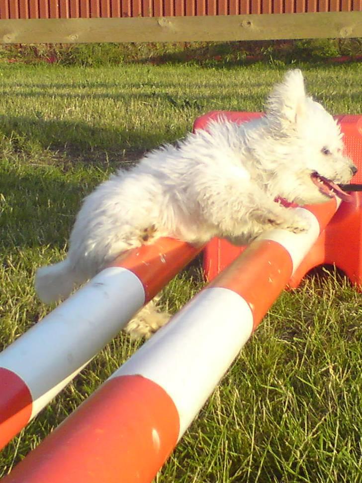 Malteser Douglas <3 billede 5