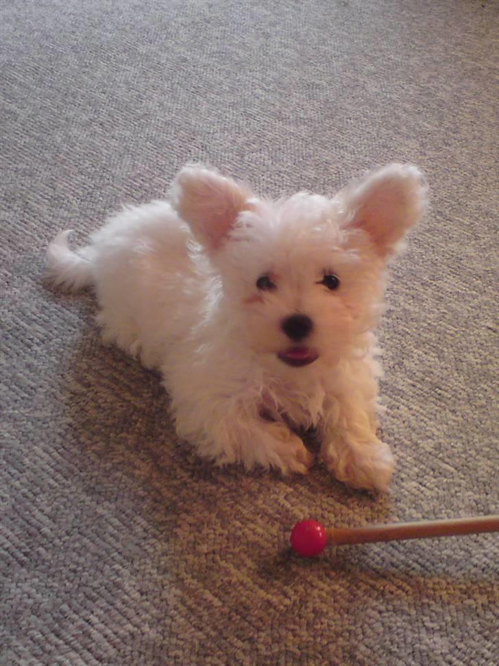 Malteser Douglas <3 billede 6