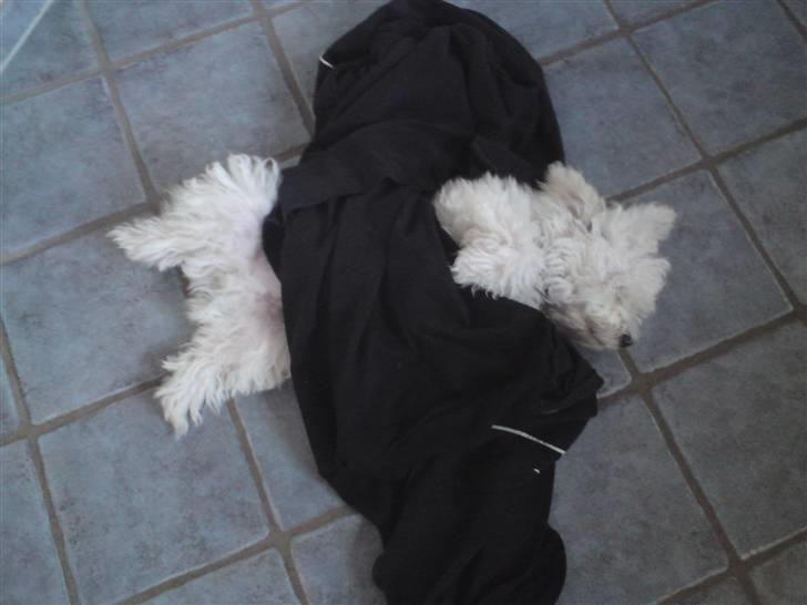 Malteser Douglas <3 billede 7