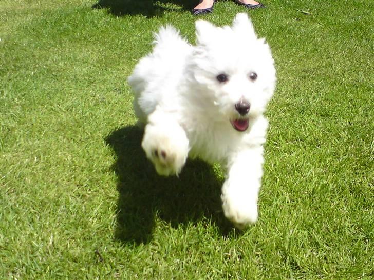 Malteser Douglas <3 billede 8