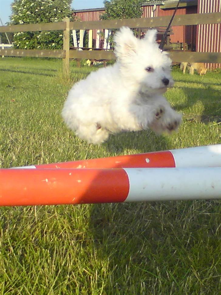 Malteser Douglas <3 billede 9