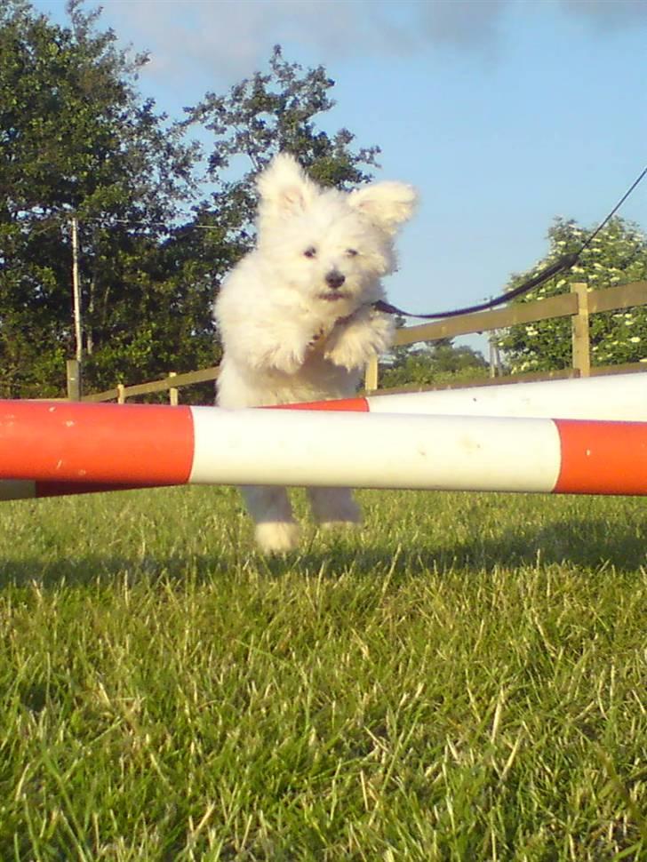 Malteser Douglas <3 billede 10