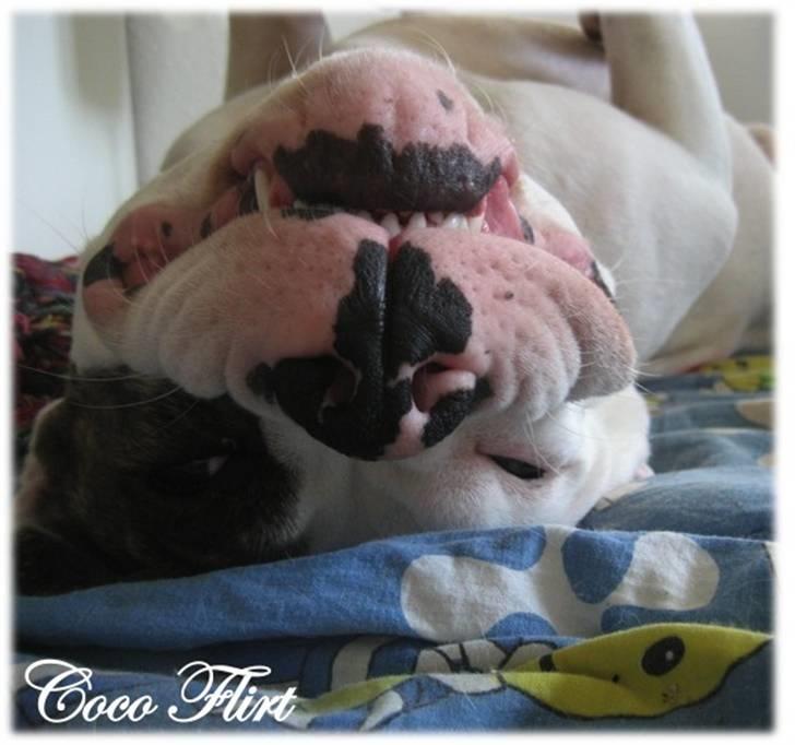 Amerikansk bulldog Coco Flirt billede 20