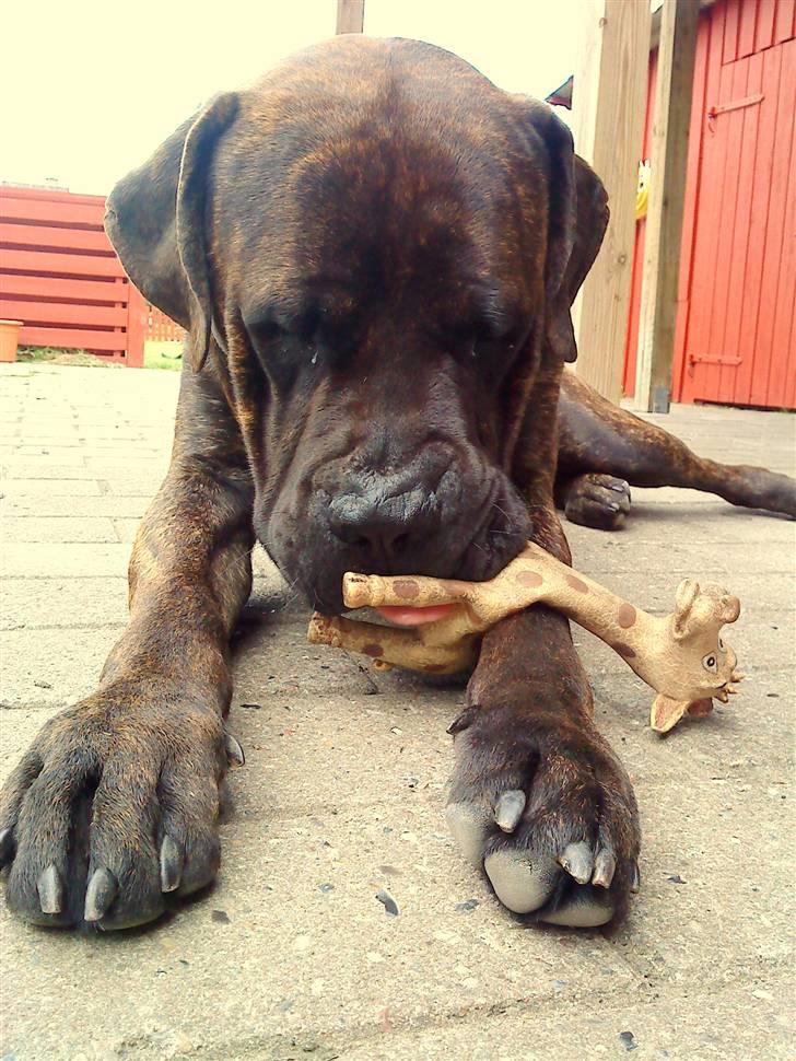 Mastiff Becker <3† Himmelhund †<3 billede 1
