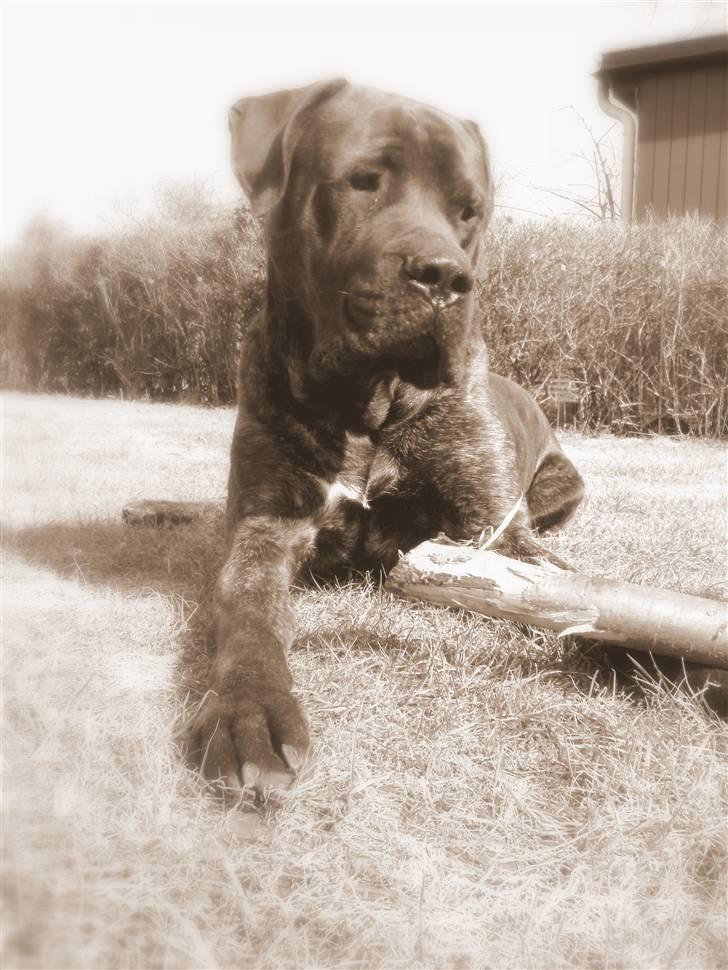 Mastiff Becker <3† Himmelhund †<3 billede 2