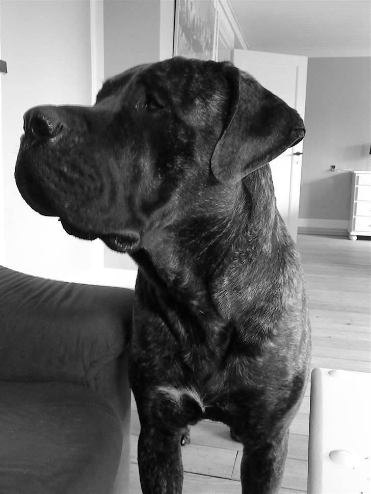 Mastiff Becker <3† Himmelhund †<3 billede 3