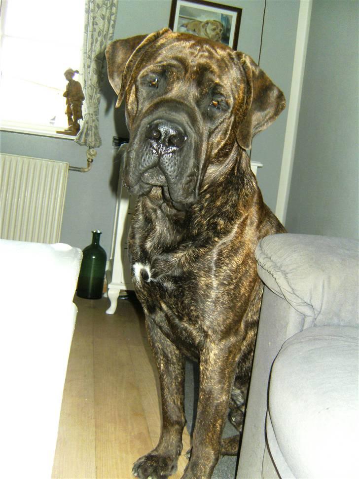 Mastiff Becker <3† Himmelhund †<3 billede 4