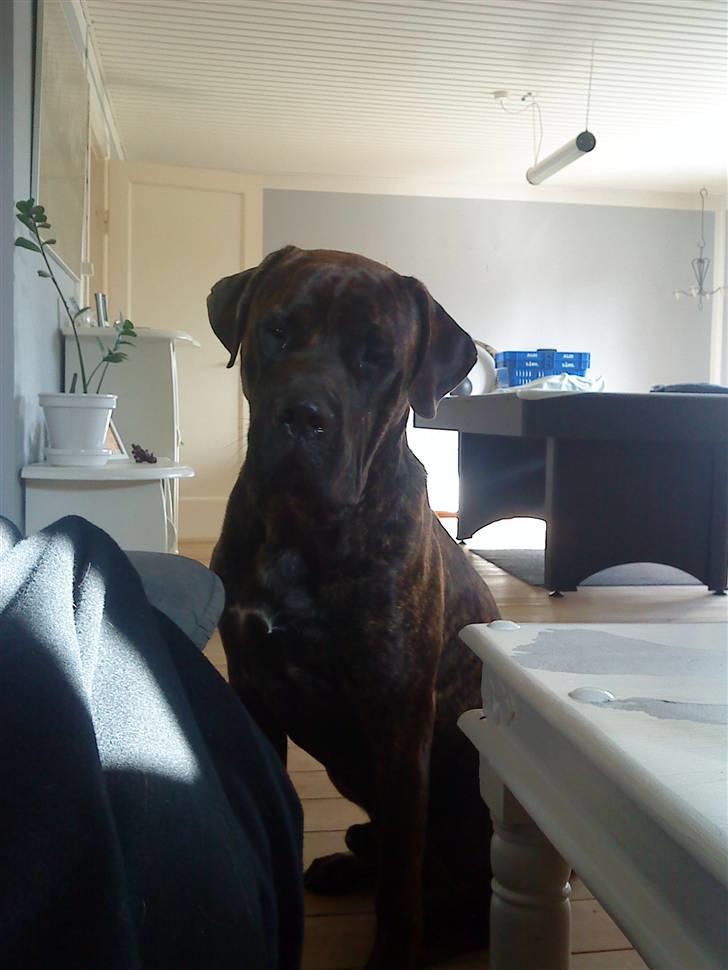 Mastiff Becker <3† Himmelhund †<3 billede 5