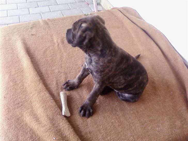 Mastiff Becker <3† Himmelhund †<3 billede 6