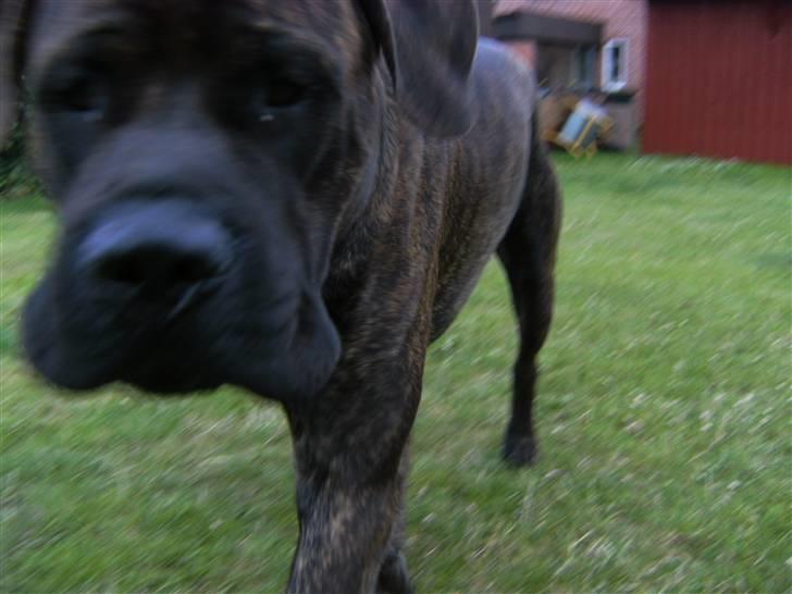 Mastiff Becker <3† Himmelhund †<3 billede 7