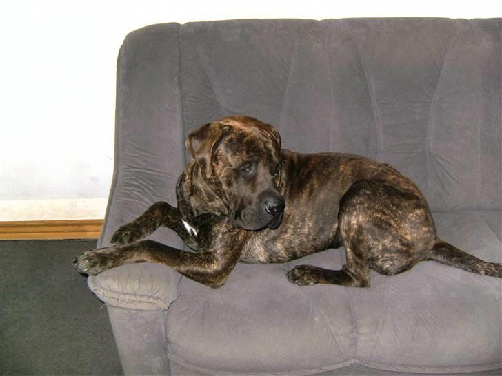 Mastiff Becker <3† Himmelhund †<3 billede 8