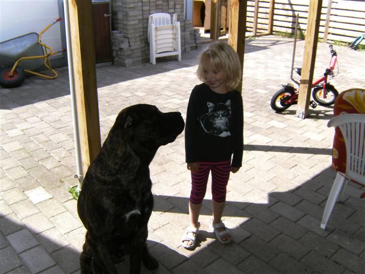 Mastiff Becker <3† Himmelhund †<3 billede 9