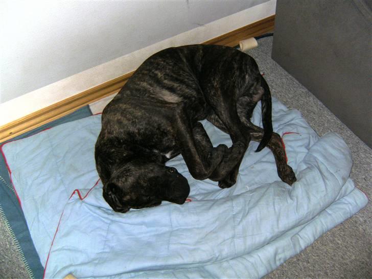 Mastiff Becker <3† Himmelhund †<3 billede 10