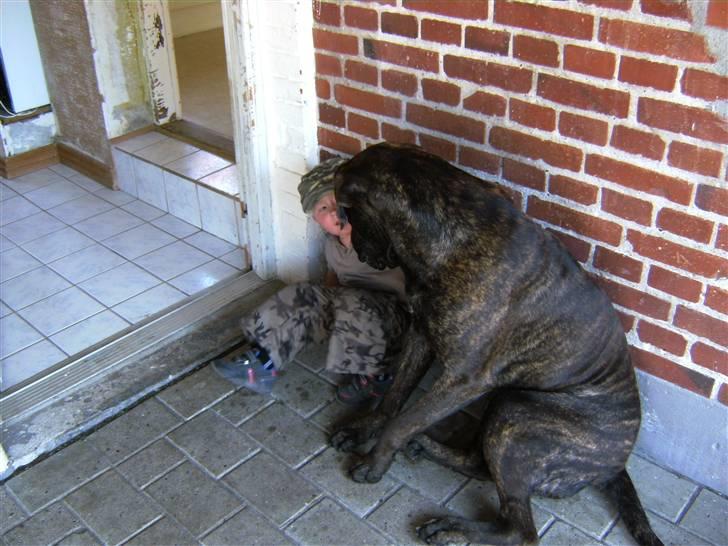 Mastiff Becker <3† Himmelhund †<3 billede 11