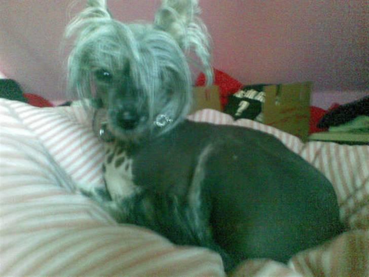 Chinese crested hårløs Cookie aka She Santa - Juli 2009 billede 8