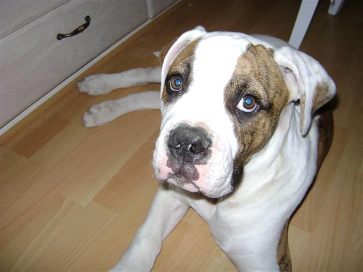 Amerikansk bulldog Bertram - Fra den 15.7.09 billede 9