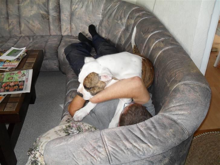 Amerikansk bulldog Bertram - Fra den 15.7.09 billede 10