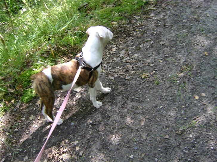 Amerikansk bulldog Caddy - Fra den 19.7.09 billede 8