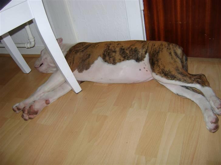 Amerikansk bulldog Caddy - Fra den 15.7.09 billede 9