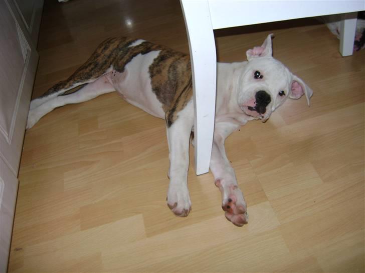 Amerikansk bulldog Caddy - Fra den 15.7.09 billede 10