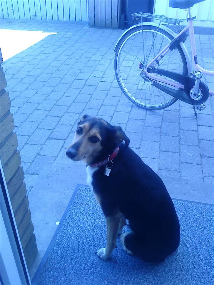 Blanding af racer Molly R.I.P billede 6