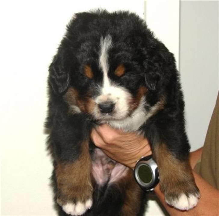 Berner sennenhund Bartley - Her er jeg 4 uger gammel billede 7