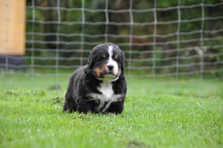 Berner sennenhund Bartley - Er jeg ikke smuuuuk billede 8