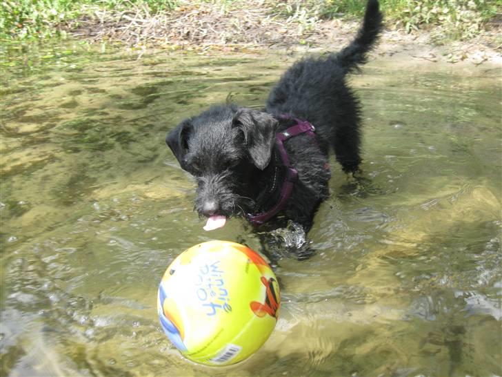 Blanding af racer - Hilda - Tør jeg mon våge mig herud..? Men bolden! billede 15